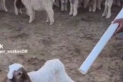 海外が絶賛「この男もヤギも最強の集中力を持っている！」