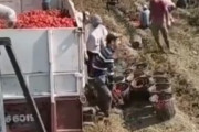 海外の農家の作業風景が海外で話題に！農家の仕事ってどの国も大変なんだな・・海外の反応