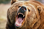 【動画アリ】人類はなぜ野生のヒグマを蹴らないのか？ ロシア人男性が挑戦してみた結果、恐ろしい事態に・・