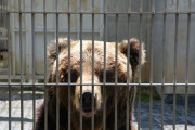 女子の前でカッコつけようとした少年、ヒグマの檻に近づき最悪の結末に