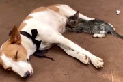 犬のお乳を飲む子猫！普通じゃないのに何故か違和感を感じない光景にほっこり♪