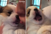 おやすみのキスにまさかのリアクションを見せる子犬が面白可愛い！！