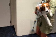 【もう一人の主役】大谷翔平の愛犬、デコピンがパーティ会場へ移動