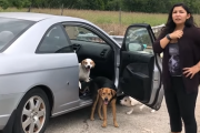 住宅街に4匹の犬を捨てていこうとする女性を説得しようとする撮影者さん…試みは失敗し犬は捨てられていく事に…。