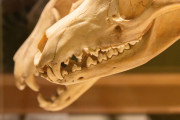 【海外】タスマニアタイガーは人間のせいではなかった？絶滅の真相に迫る遺伝子の謎