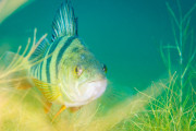 【海外】魚のドアベル、実は本当にある！？驚きの実態と効果を徹底解説！