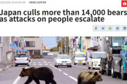 日本が年間1万4000頭のクマを駆除していた事が物議に、米識者は「日本の対応は非常に『時代遅れ』」（海外の反応）