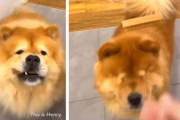 しっかり者とおっとりのチャウチャウ、あなたはどちら？