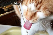 海外「日本の水道水は美味しい！」東京の水道水に対する海外の反応