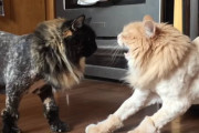 兄猫「ライオンカットされてきたよ」妹猫「シャー！！」兄猫「な、何で怒るの…？(汗)」