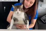 自慢のボディで動物病院のマスコットになったふとっちょ猫ちゃん（アメリカ）