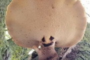 外国人「キノコ狩りで見つけた凄いキノコを見せていくぞ！」