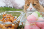 ネコちゃんたちも興味津々⁉お団子を手作りしてみよう！外国人「昔、日本で食べて最高だったから自分でも作ってみようかな」