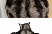 外国人「また日本でマッスルキャットが発見される、本当に背筋かと思った」