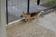 【海外】「彼の犬は“皆を嫌っている”と思っていた — だが、防犯カメラが映し出した驚くべき真実とは？」
