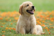 「犬が最も人間から聞きたい言葉」最新調査で判明！ あの魔法の言葉で犬の心拍数はヤバイことに！