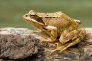 メスのカエルは「死んだふり」で望まないオスとの交尾を避けることが判明
