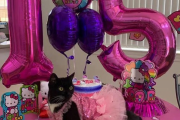 海外「動物に服を着せる人は理解不能だわ・・・」日本にいる友達の猫が15歳になったんだが、その写真がコレｗｗｗ
