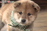 外国人「柴犬の赤ちゃん流石に可愛すぎるだろｗｗｗｗｗｗｗ」