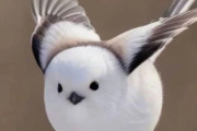 外国人「未だにこの動物がポケモン化してなくて率直に驚いたって例ある？」