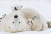 韓国人「野生のクマの家族写真」