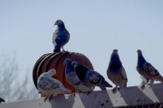 オルゴールみたいにクルクル～！換気口の上で回転を楽しむ鳩の映像