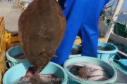 【韓国の反応】「福島魚は新鮮」韓国語吹き替え、日本外務省動画
