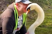 嵐で巣から落ちた白鳥の卵を孵化させ、尊い絆を結んだ男性の物語