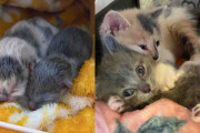 【海外】家族のもとに現れた子猫たち：一緒に育ち、最高の愛らしい猫に成長する姿とは？