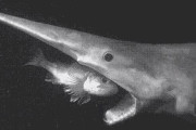 韓国人「不思議な深海の生き物を見てみよう」