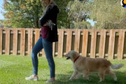 「子犬工場」で繁殖犬として生きてきたゴールデンレトリーバーの幸せな第二の人生！