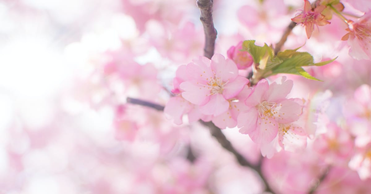 日本の「桜と雪の写真」があまりにも幻想的で美しい！【台湾人の反応】 | 海外の反応アンテナ