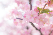 日本の「桜と雪の写真」があまりにも幻想的で美しい！【台湾人の反応】