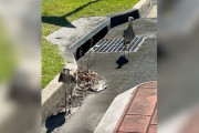 【海外】「忙しい道路で見守り続けた野生の鳥カップル、その理由に誰もが驚愕！」