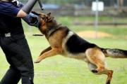 警察犬、ウィンナーの誘惑に勝てず男に連れ去られる事件発生ｗｗｗｗｗ