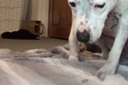 どんなに食べたくても絶対に我慢します！誘惑に負けずにしつけを守る賢い犬がえらい。海外の反応