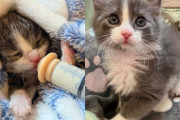 【海外】「小さな奇跡から強い猫へ成長！夢の友達と出会った子猫の感動ストーリー」