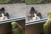 猫にガラス越しに「いないいないばあ！」をするオウム