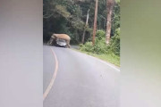 なぜかゾウに蹂躙されてしまう車