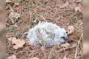【海外】地面に落ちていたフワフワの物体、実は「特別な赤ちゃん」だった！驚きの発見とは？