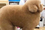 「ワタシ、四角いんです…」フワフワなのにカクカクなワンコ 海外の反応