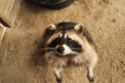 超食いしん坊！猫のエサをどうしても食べたいアライグマ 海外の反応