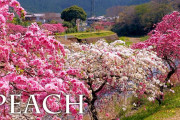 芝桜にしだれ桃！今の時期の東京ドイツ村は絶景！！外国人「春を感じさせてくれる綺麗な花々！！」