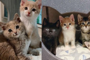 【海外】家猫が4匹の臆病な子猫を受け入れ、信頼を教えるストーリー