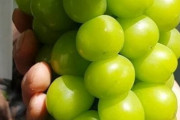 韓国人「高級ブドウ“シャインマスカット”が韓国軍の給食に！」韓国軍人の給食に今年から高級ブドウやウナギが出される事に決定！　韓国の反応