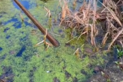 どうしてこうなった！？コケだらけの庭の水を抜いて掃除してみたら・・・。海外の反応