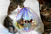 綺麗なおもちゃで遊ぶかわいい日本のネコ（海外の反応）