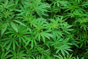 女弁護士「日本の大麻規制は不合理だ」←海外「その通り！」（海外の反応）