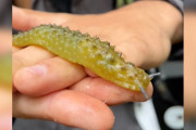 【海外】動くピクルス！？野生動物カメラマンが驚愕した瞬間とは