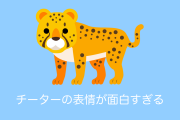日本の動物園のチーター4コマ写真が面白すぎて「3枚目吹いたｗ」「ジワジワくる」と話題に！【タイ人の反応】